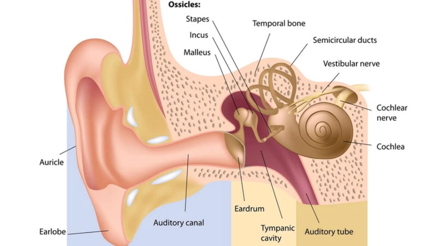 Stapedectomy